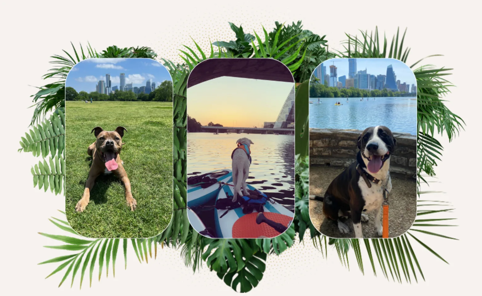 A collage of tropical leaves and canine customers