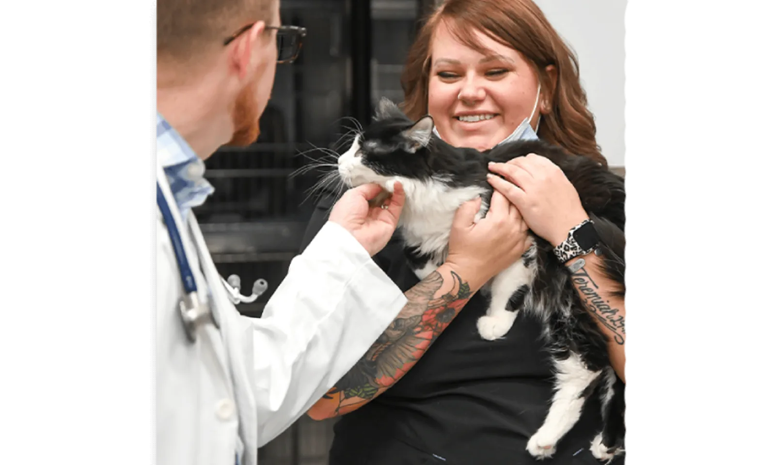 A staff member petting a white cat A staff member petting a white cat