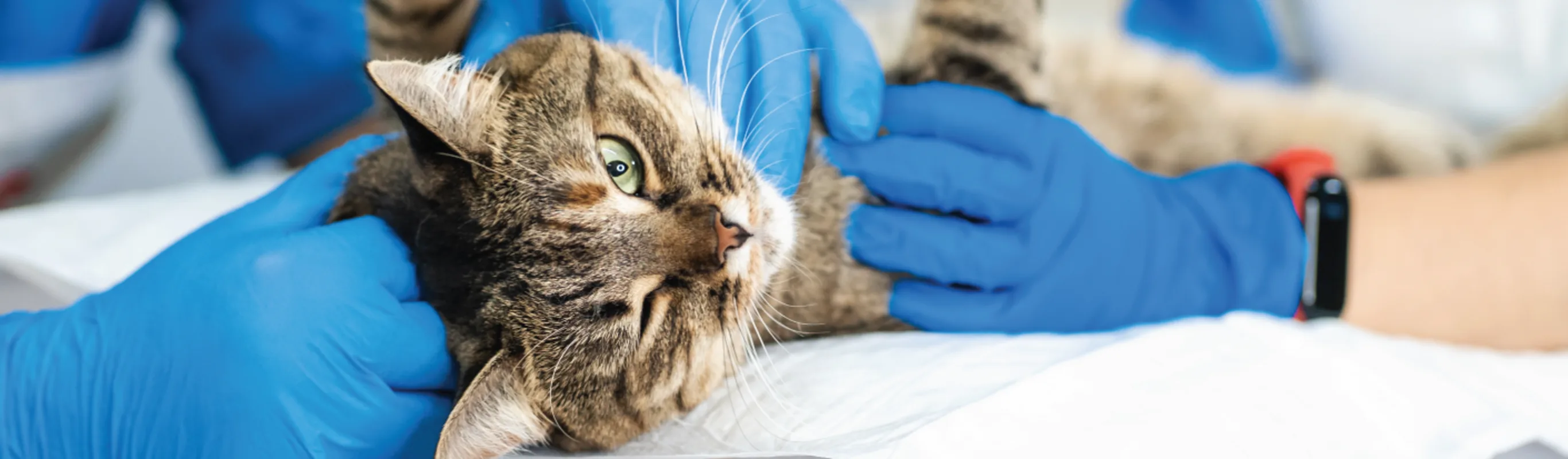 Cat being examined Cat being examined
