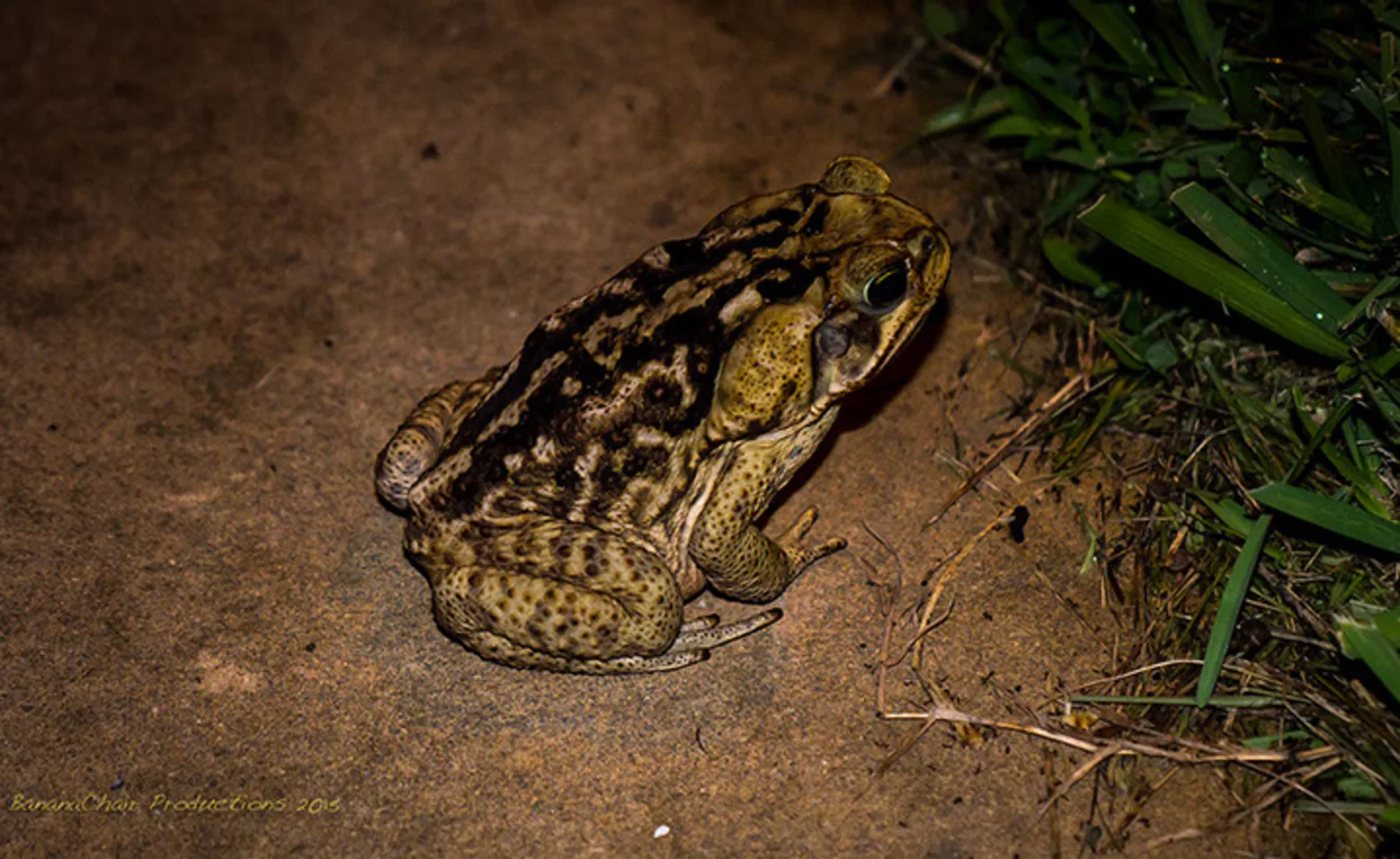 bufo toad on dirt bufo toad on dirt