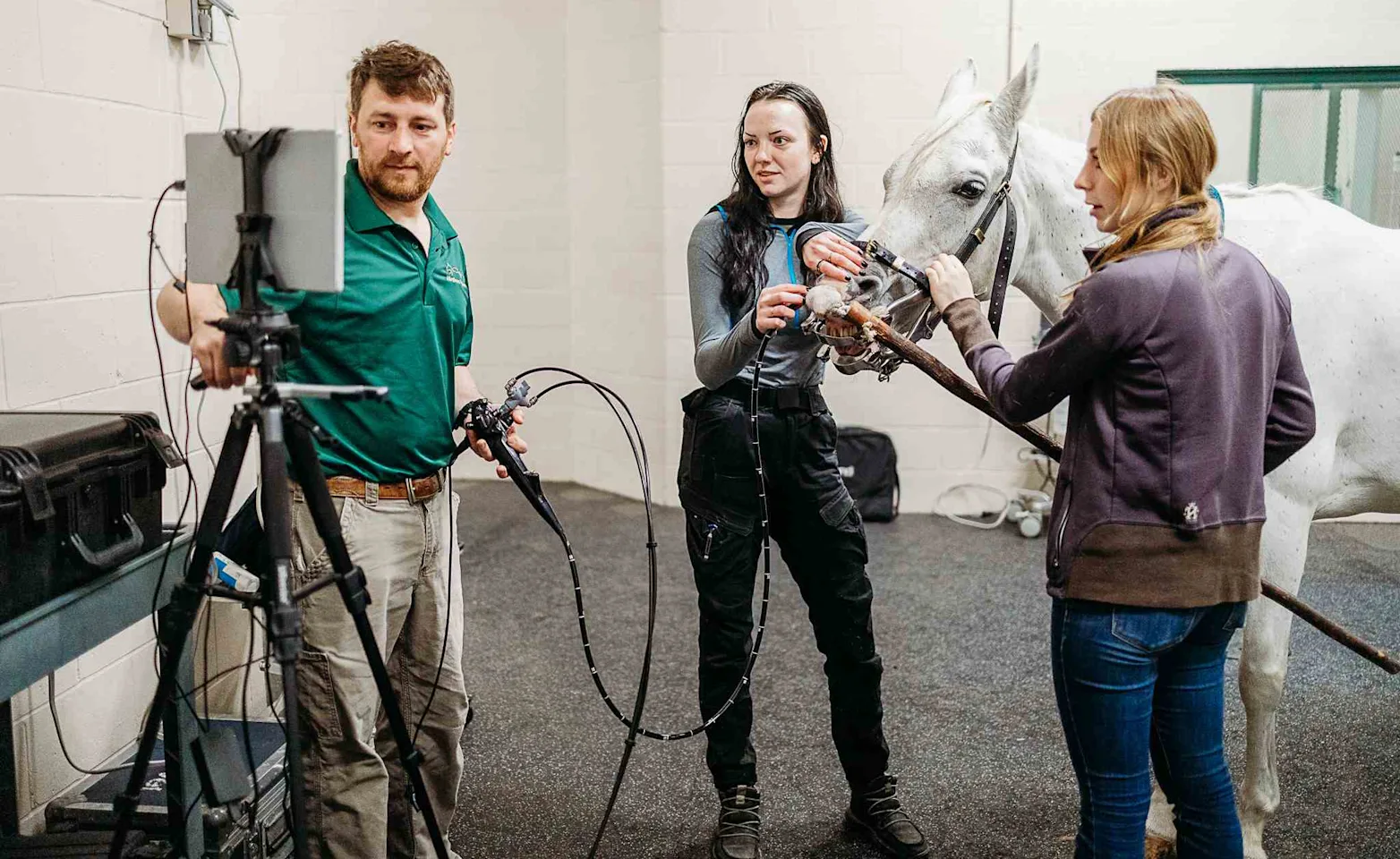 Three staff members using an endoscope to examine a white horse Three staff members using an endoscope to examine a white horse