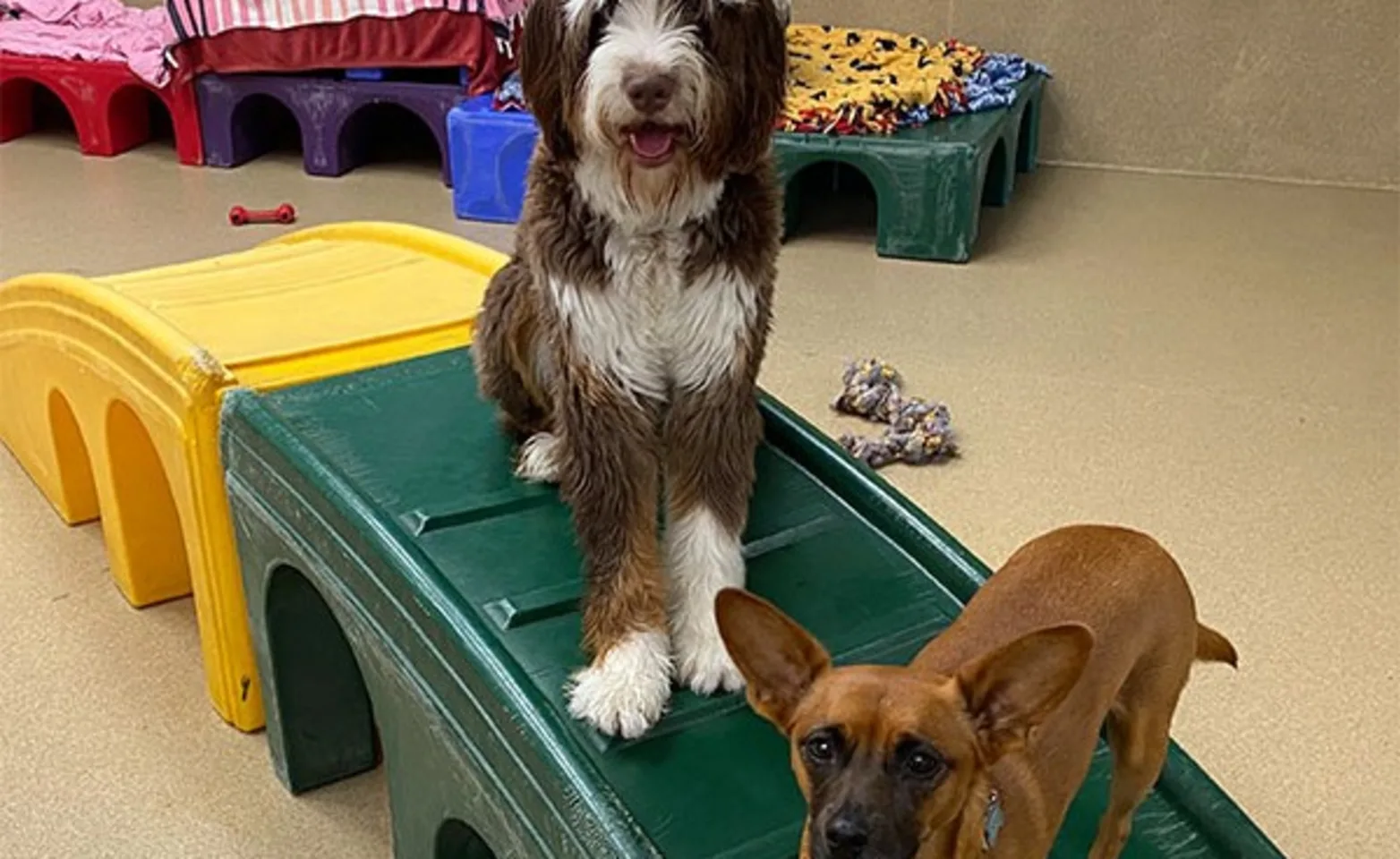 Two dogs on a play bridge at Conejo Valley Veterinary Hospital 1017