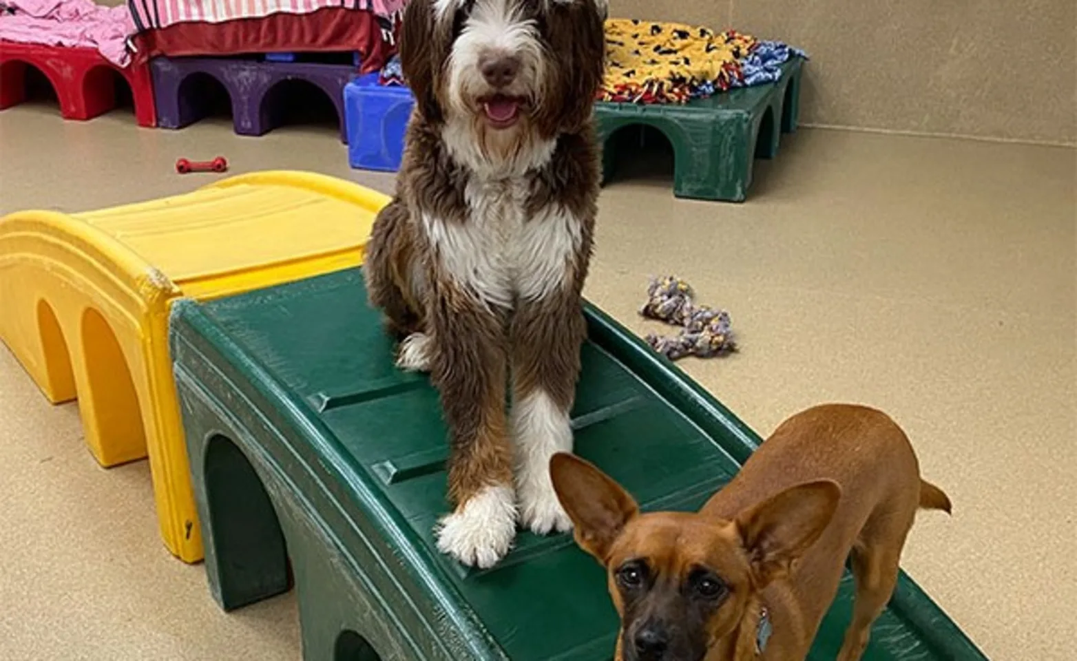 Two dogs on a play bridge at Conejo Valley Veterinary Hospital 1017 Two dogs on a play bridge at Conejo Valley Veterinary Hospital 1017