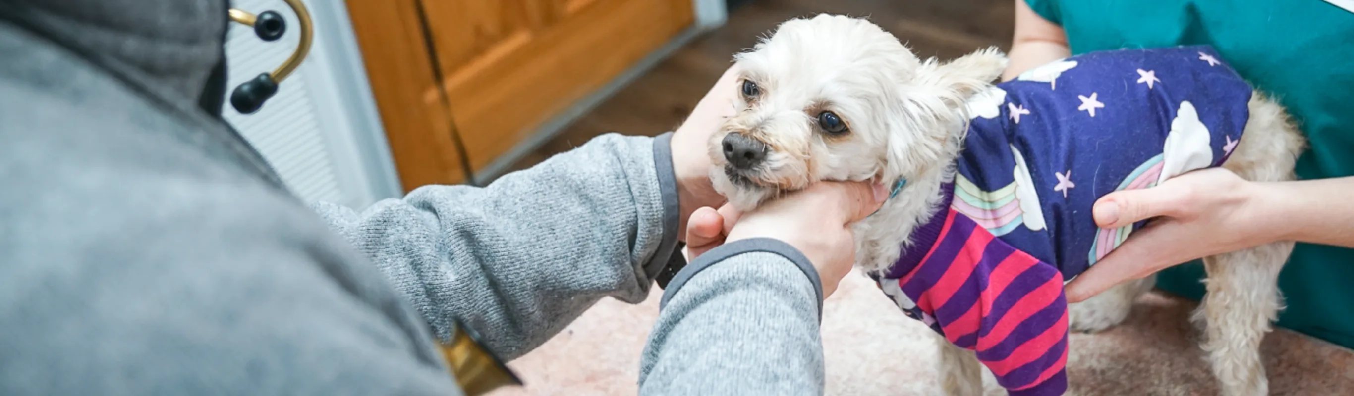 Great Oaks Animal Hospital 0166 - Services - Dr. Kingston Treatment #10 Great Oaks Animal Hospital 0166 - Services - Dr. Kingston Treatment #10