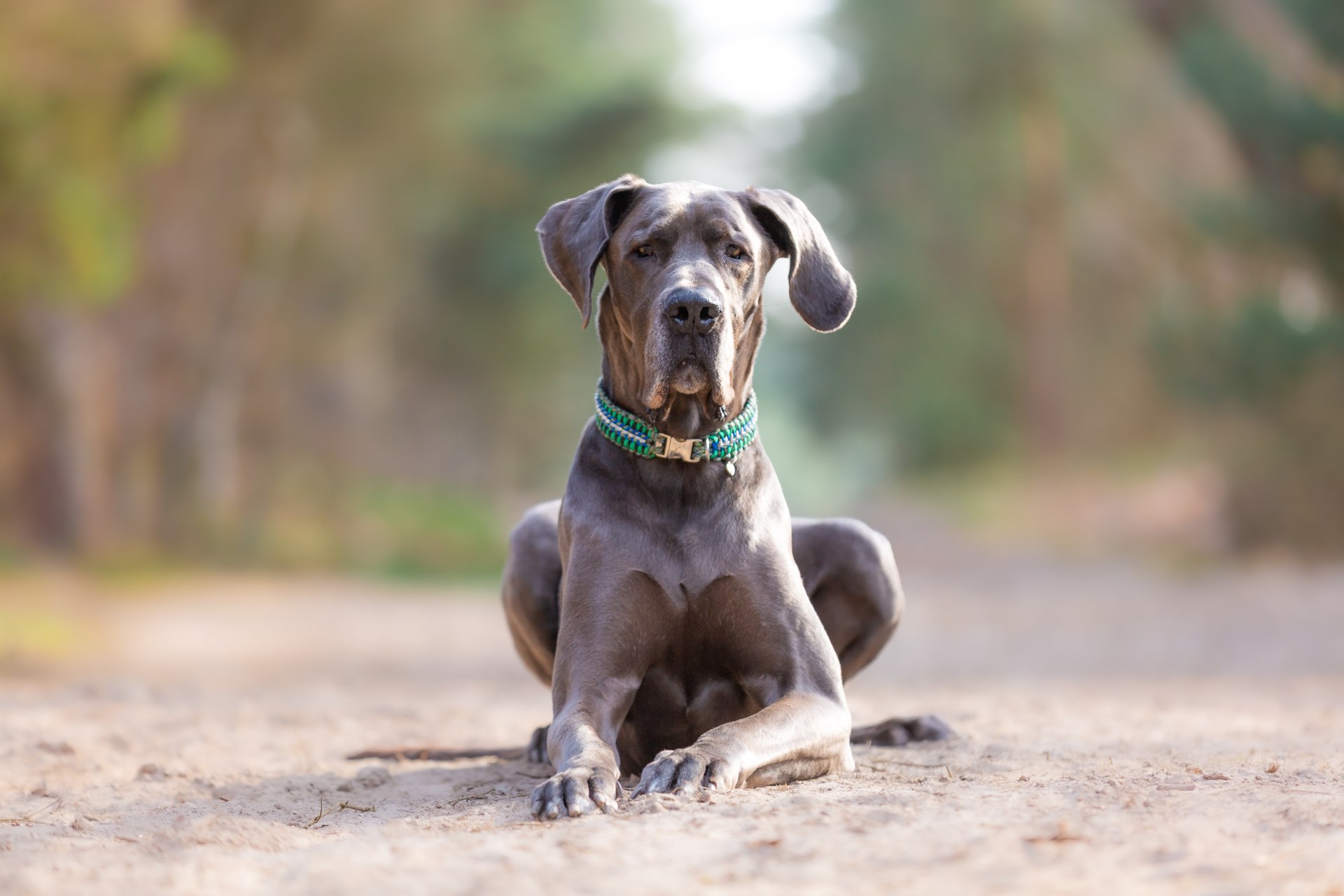 Great Dane laying on a dirt path.