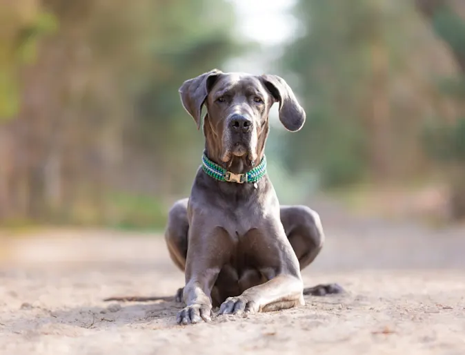 Great Dane laying on a dirt path. Great Dane laying on a dirt path.