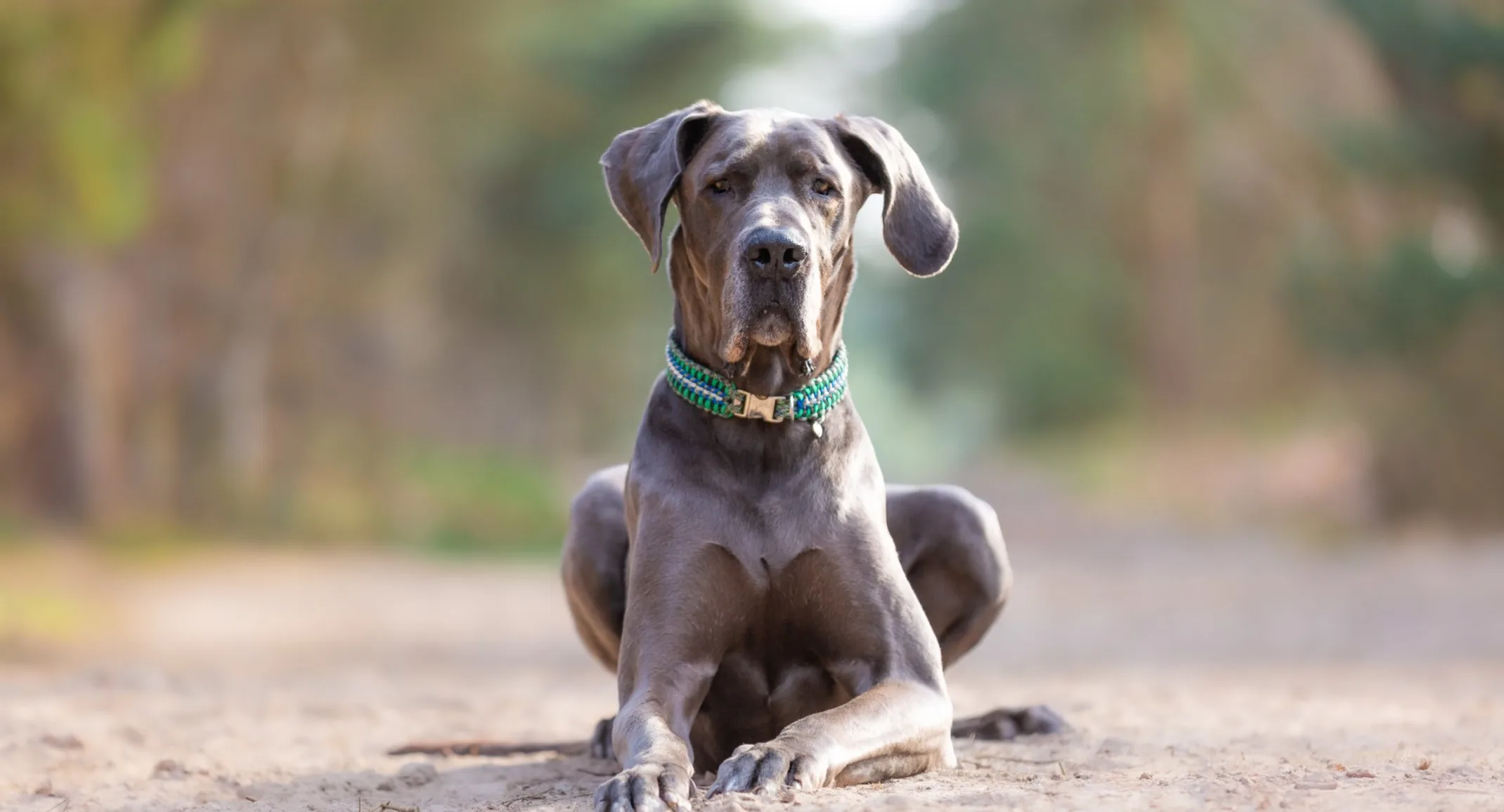 Great Dane laying on a dirt path. Great Dane laying on a dirt path.