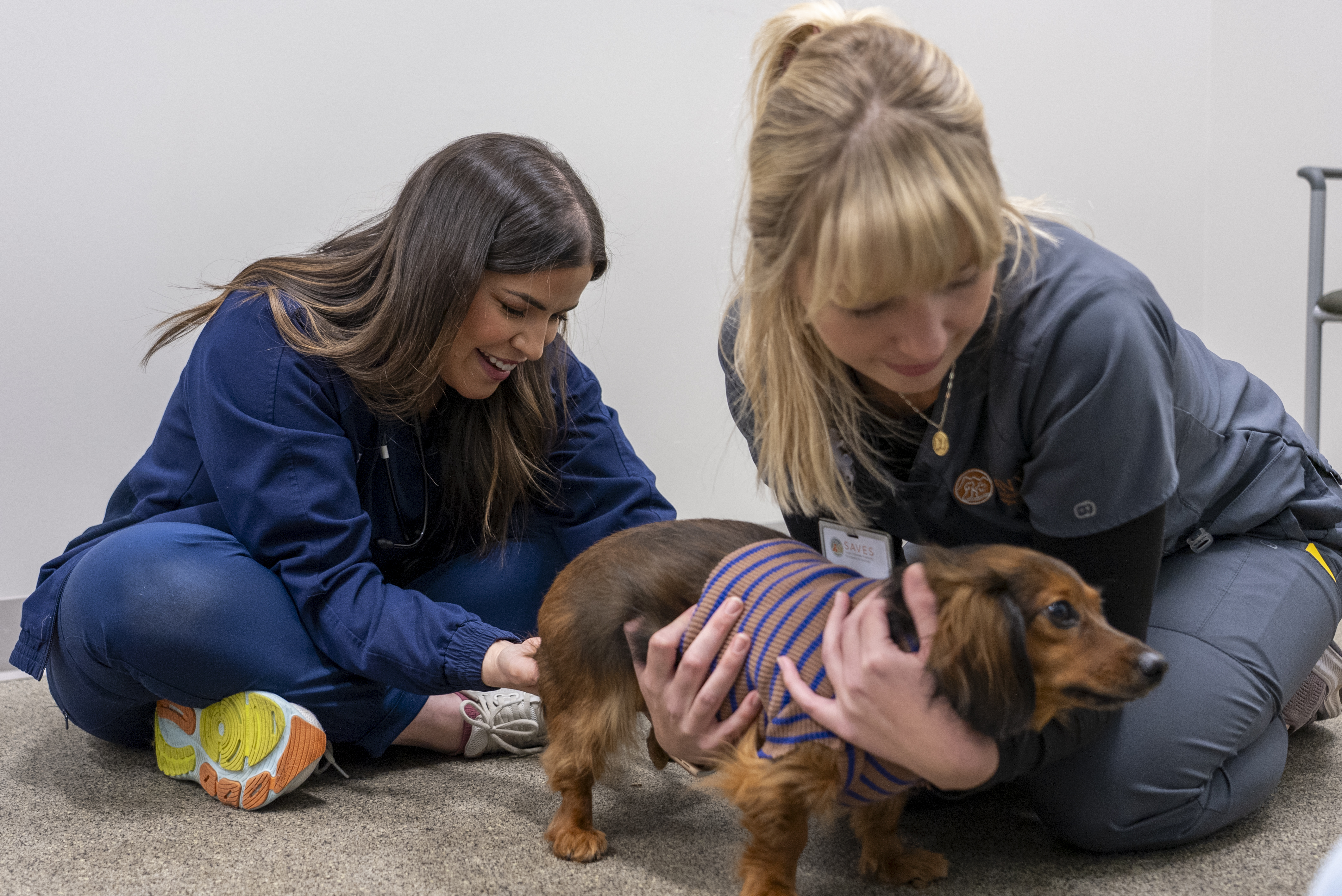 Two veterinarians with a dachshund