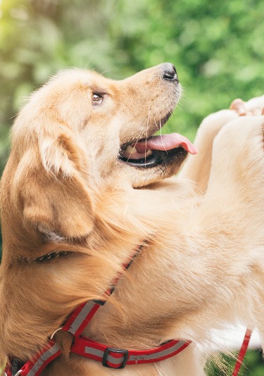 A golden retriever having its hands held