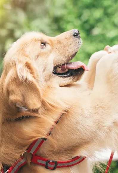 A golden retriever having its hands held A golden retriever having its hands held