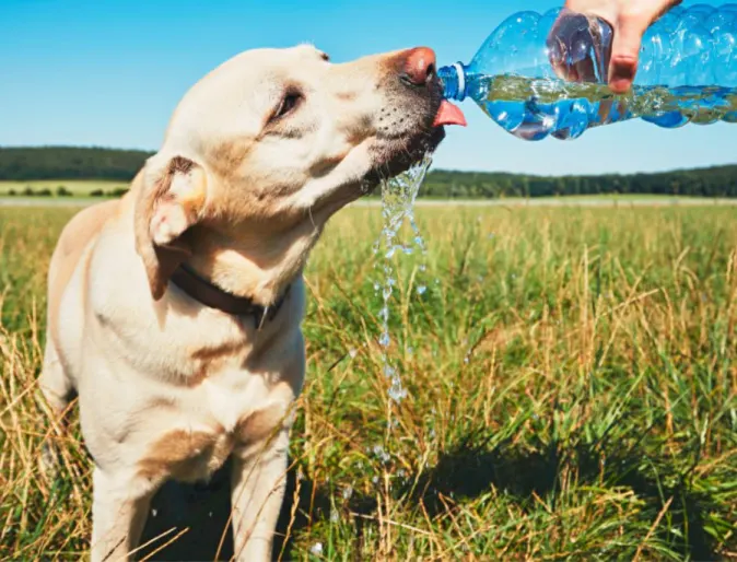Yellow dog in a field drinking water from a bottle