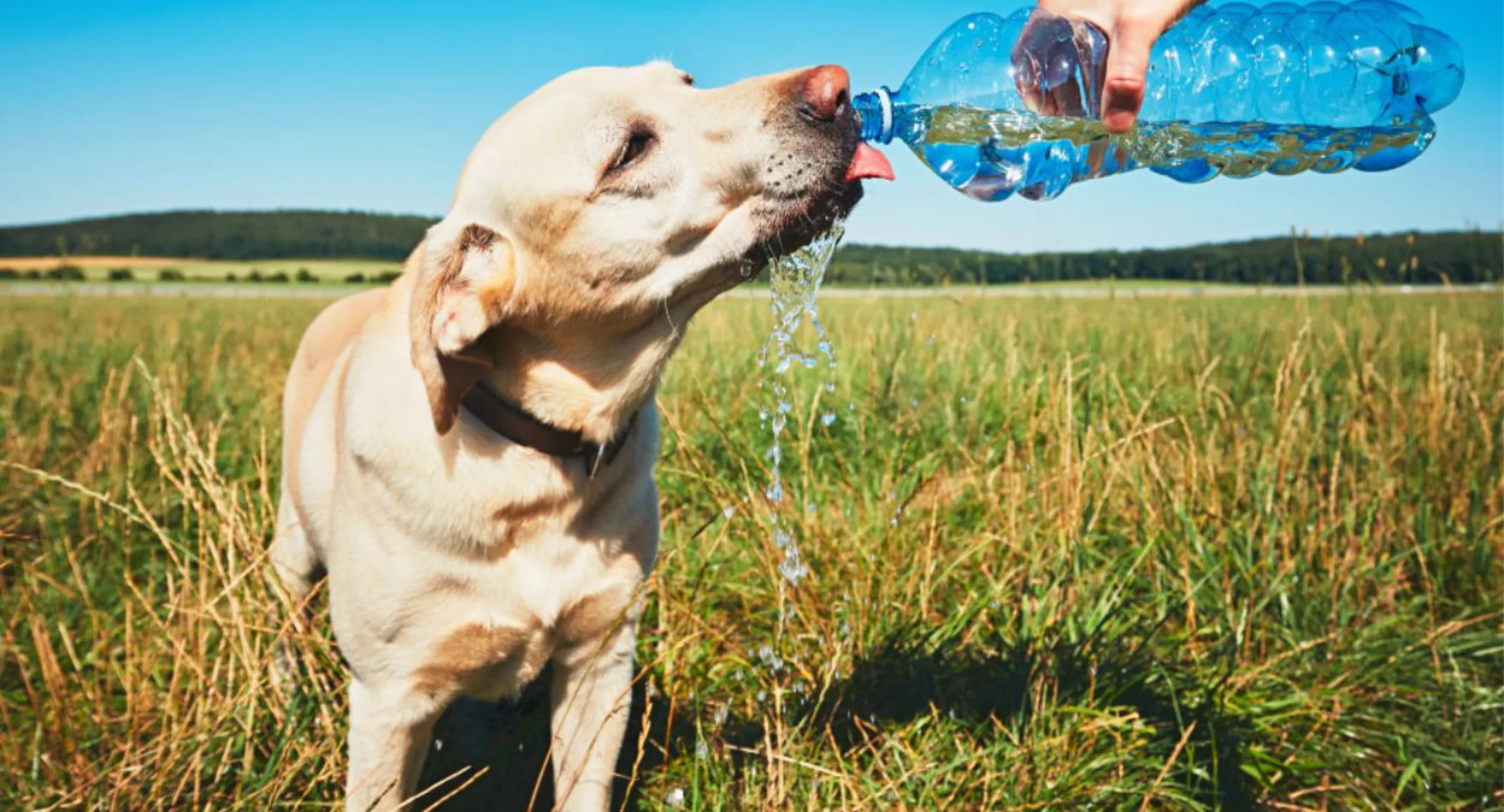 Yellow dog in a field drinking water from a bottle Yellow dog in a field drinking water from a bottle