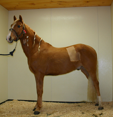 Sunny, the horse, at South Shore Equine Clinic & Diagnostic Center