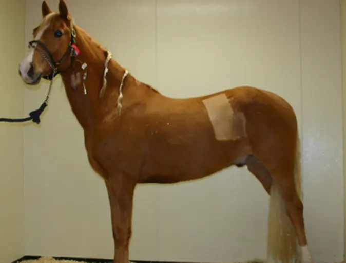 Sunny, the horse, at South Shore Equine Clinic & Diagnostic Center Sunny, the horse, at South Shore Equine Clinic & Diagnostic Center