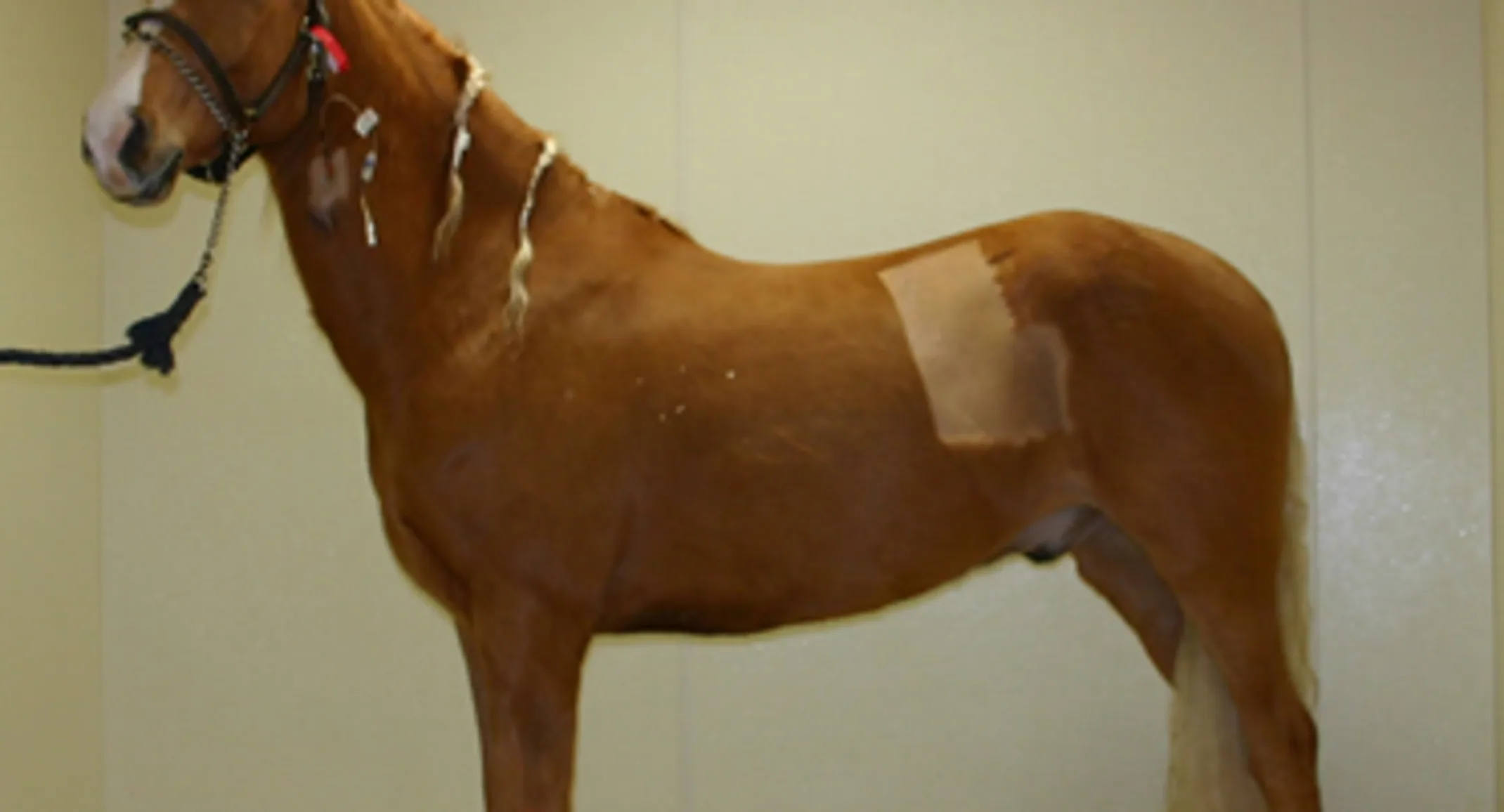 Sunny, the horse, at South Shore Equine Clinic & Diagnostic Center Sunny, the horse, at South Shore Equine Clinic & Diagnostic Center