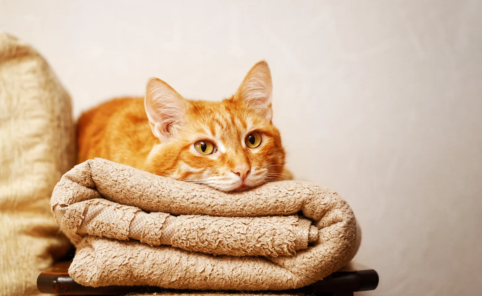 Orange cat laying on towel Orange cat laying on towel