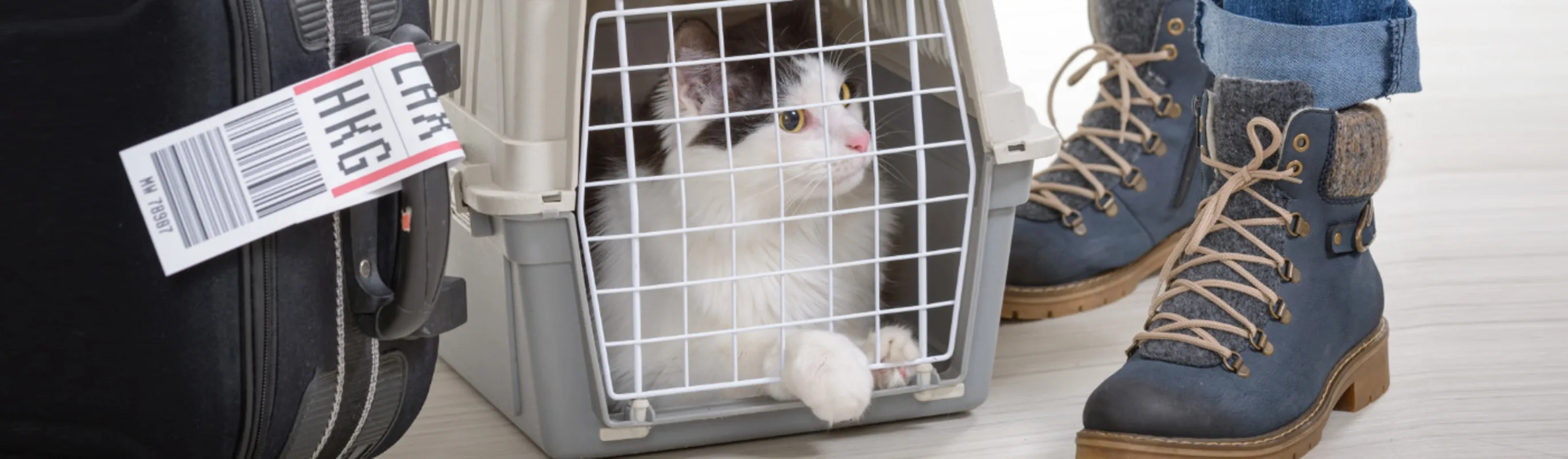 Cat in Carrier next to Owner and Suitcase