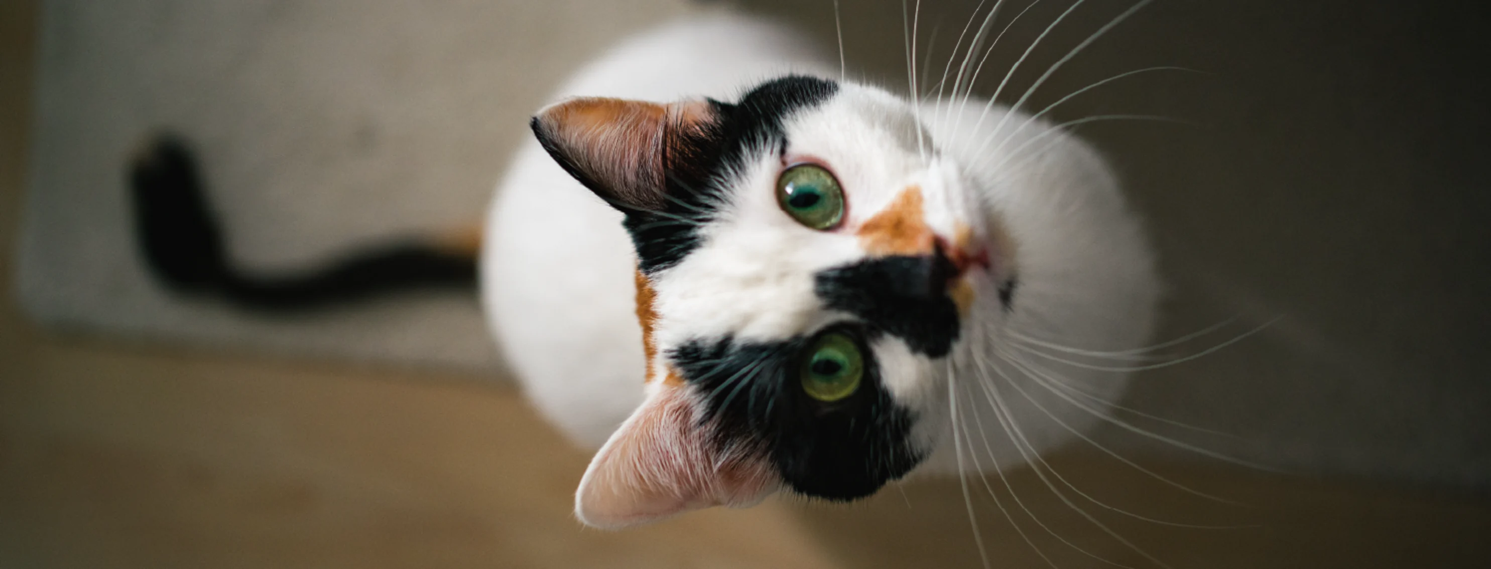 White and black cat looking up