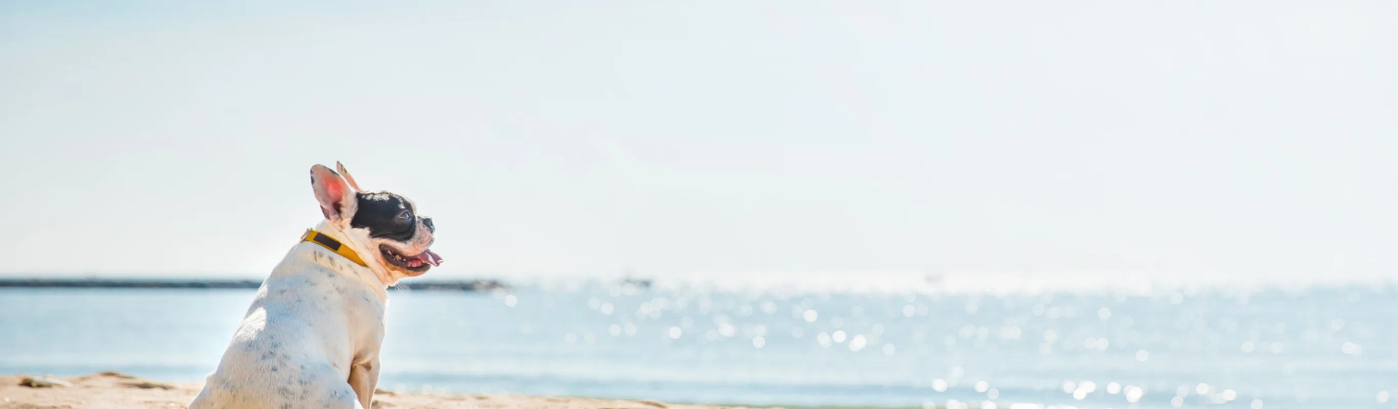 Dog sitting on the sand