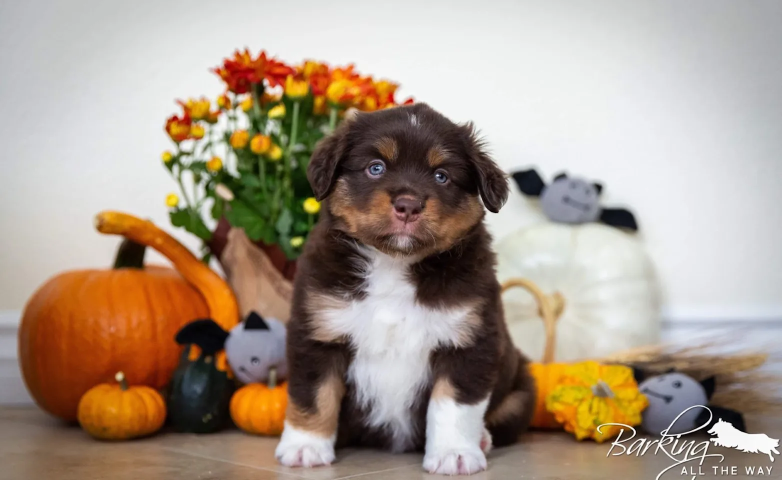 Aussie puppy in front of pumpkins Aussie puppy in front of pumpkins
