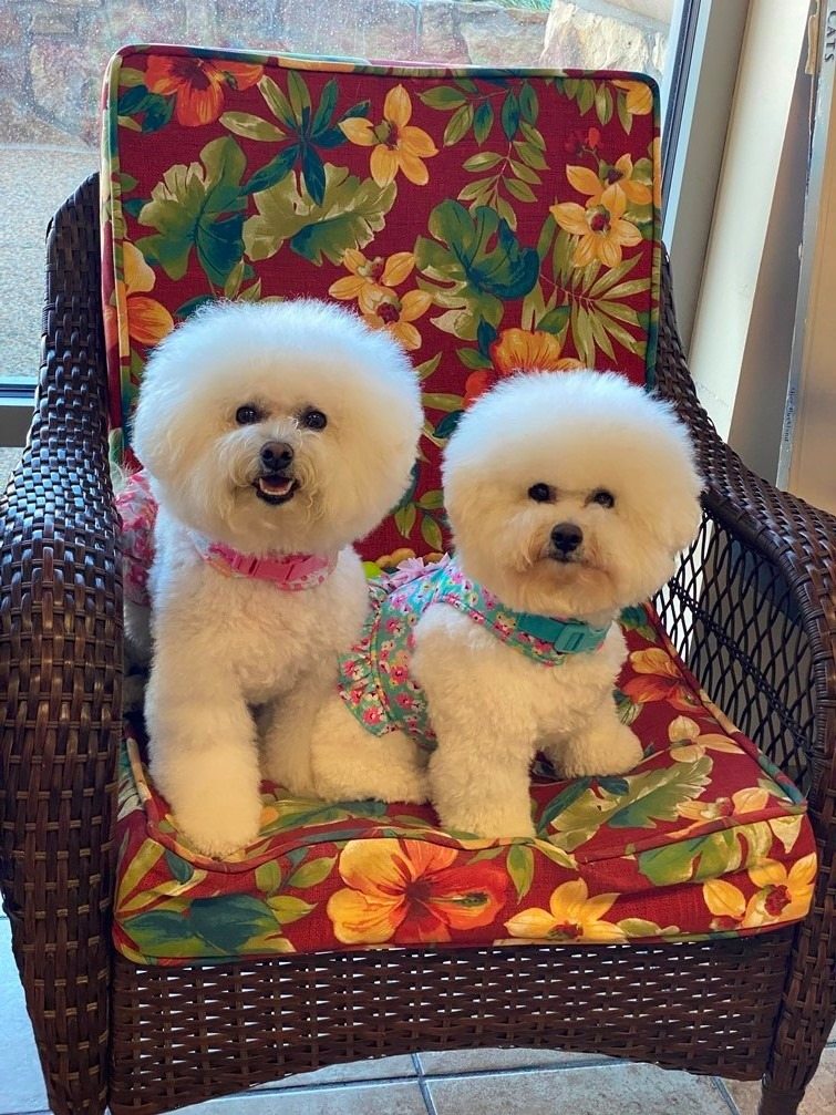 Fluffy Dogs on Chair