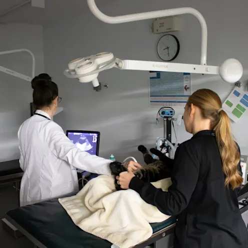 IW & MB Ultrasound IW & MB Ultrasound