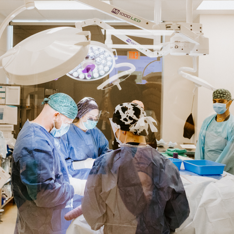 Veterinarians performing a surgery