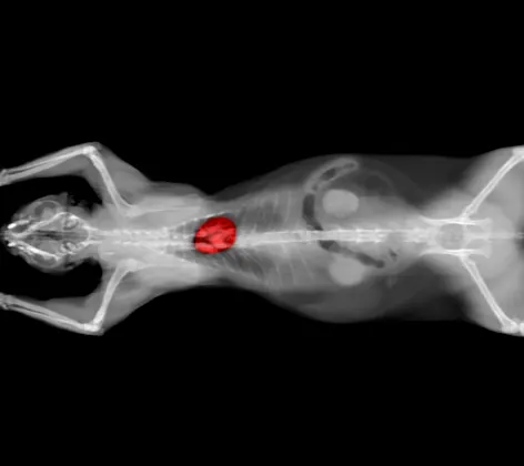 CT Scan at Animal Specialty & Emergency Center CT Scan at Animal Specialty & Emergency Center