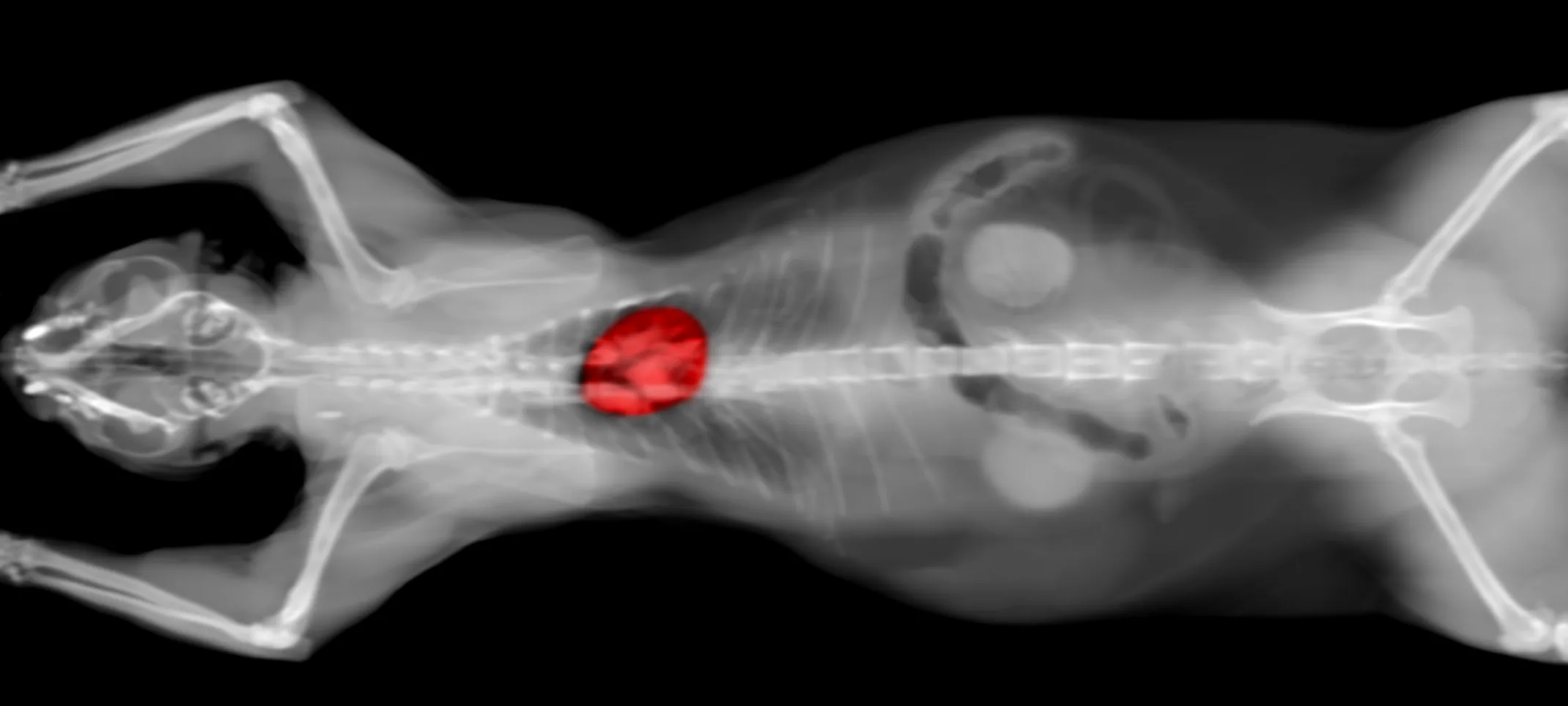 CT Scan at Animal Specialty & Emergency Center CT Scan at Animal Specialty & Emergency Center