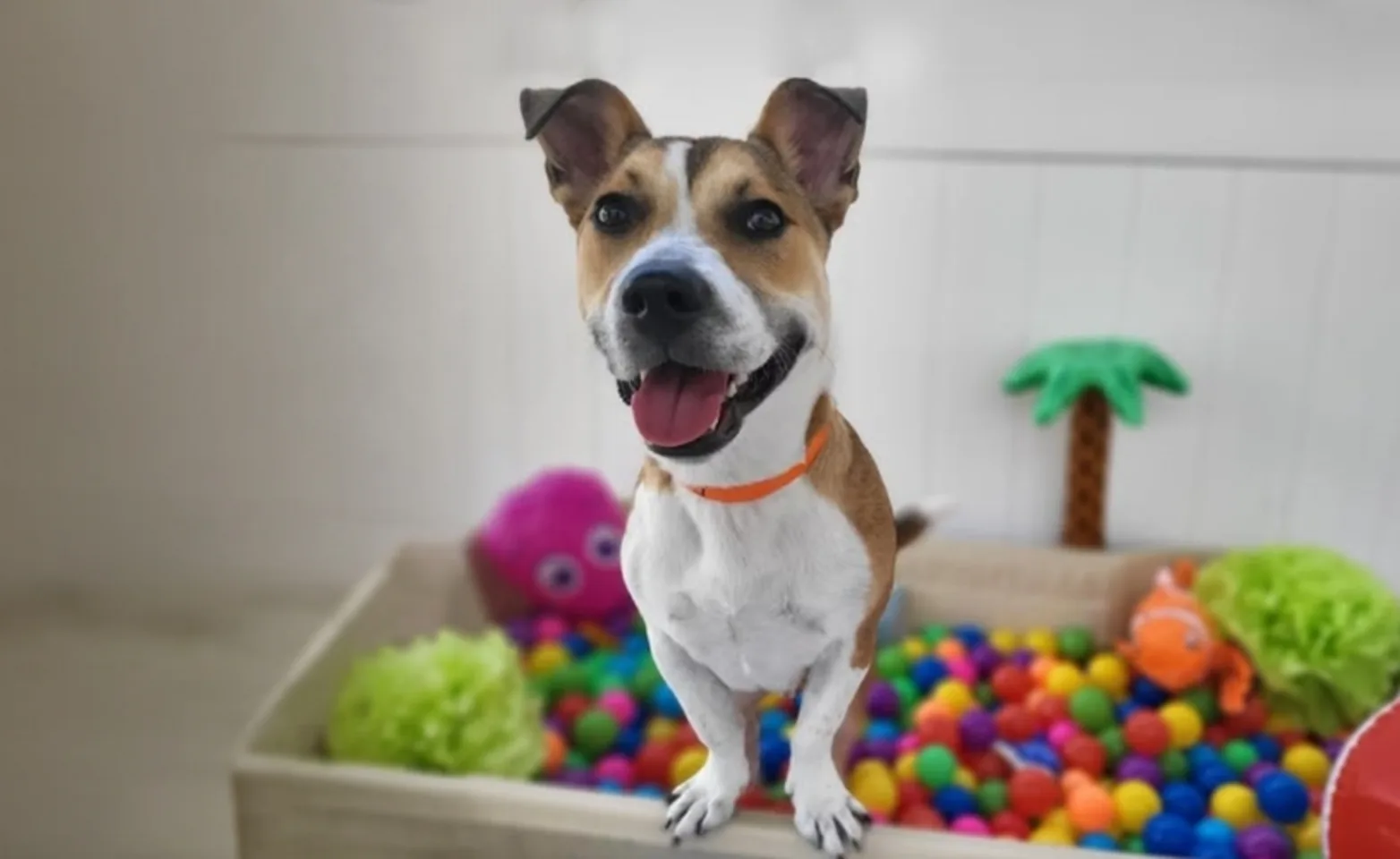 Dog smiling in ball pit at PetSuites Dog smiling in ball pit at PetSuites