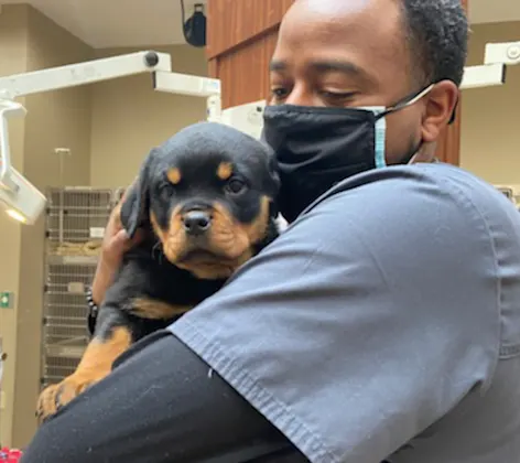 Staff member holding a puppy Rottweiler in his arms