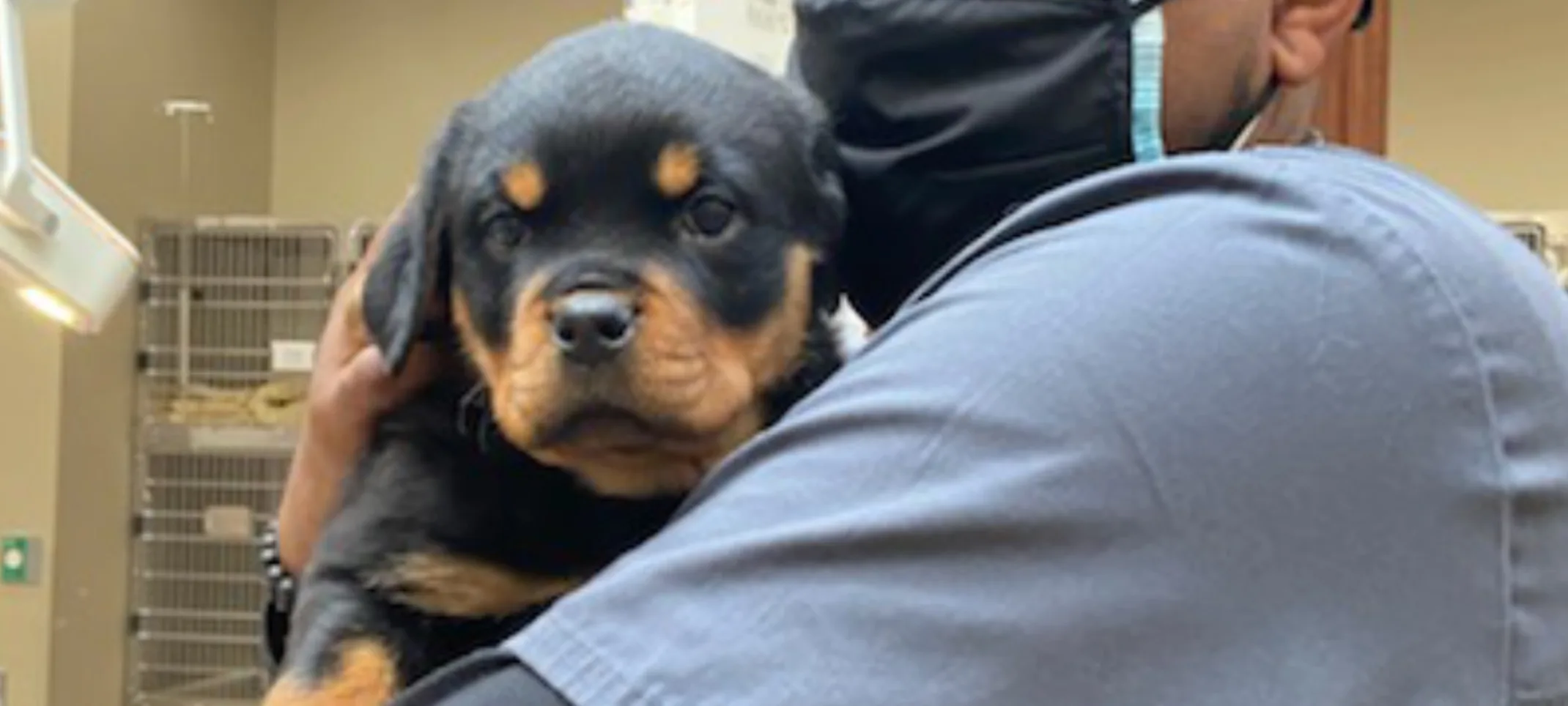Staff member holding a puppy Rottweiler in his arms