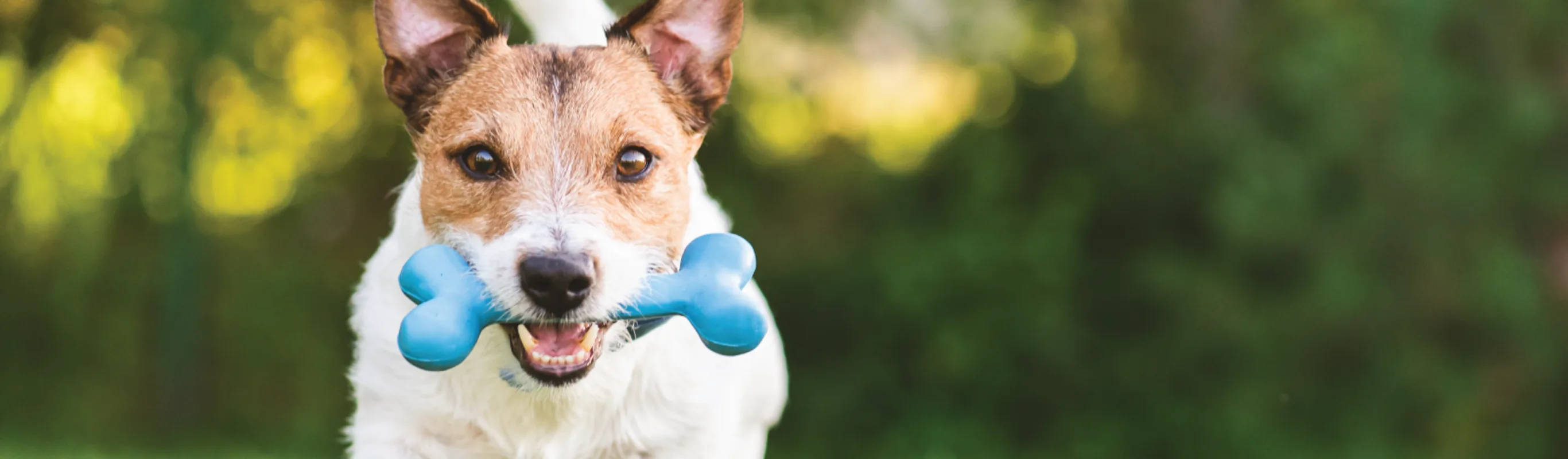 Dog with toy bone