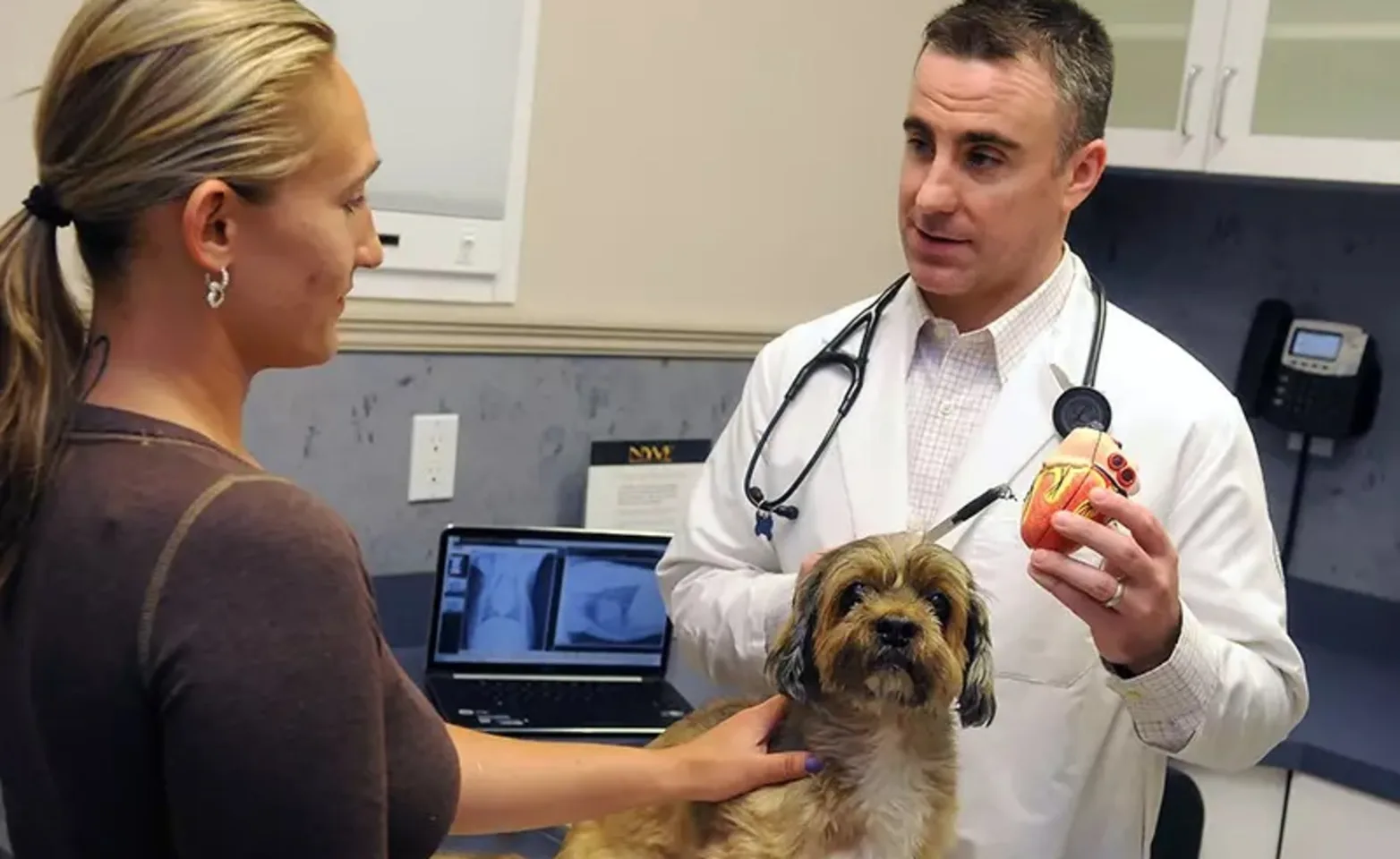 Veterinarian educating client about pet health Veterinarian educating client about pet health