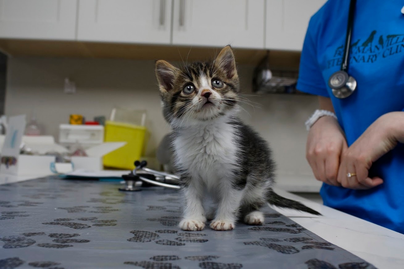 Kitten on top of a clinic table.