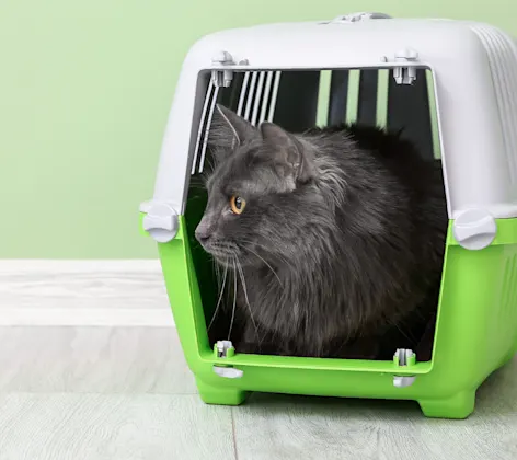 Cat in a pet carrier Cat in a pet carrier