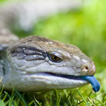 Gray lizard in grass with a blue tongue Gray lizard in grass with a blue tongue