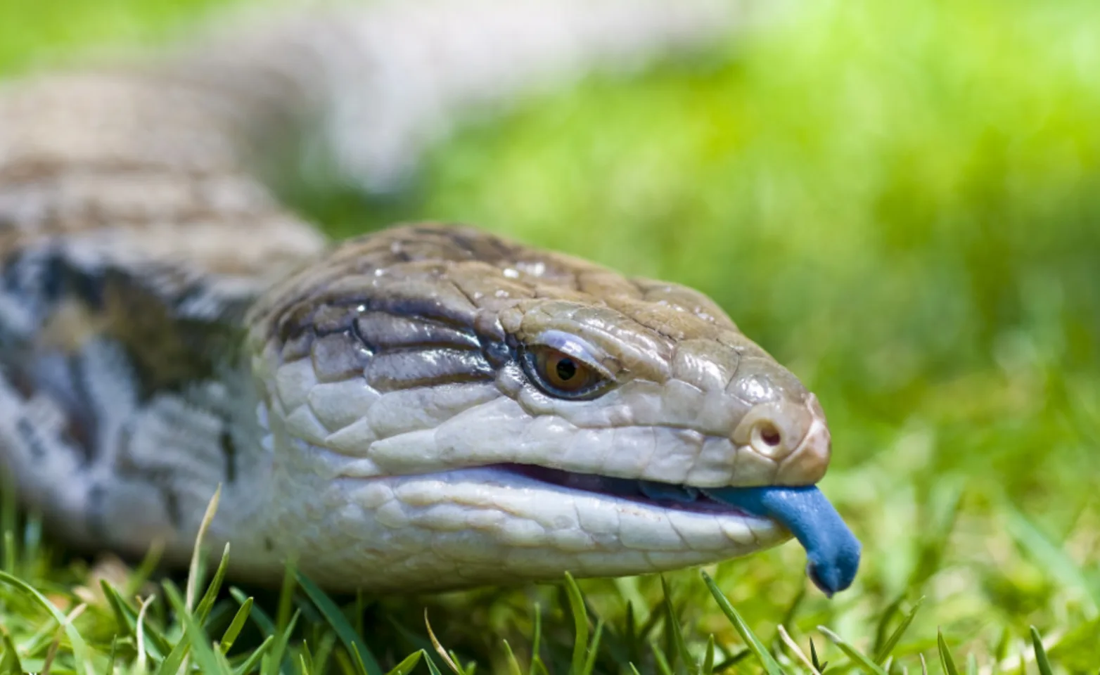 Gray lizard in grass with a blue tongue