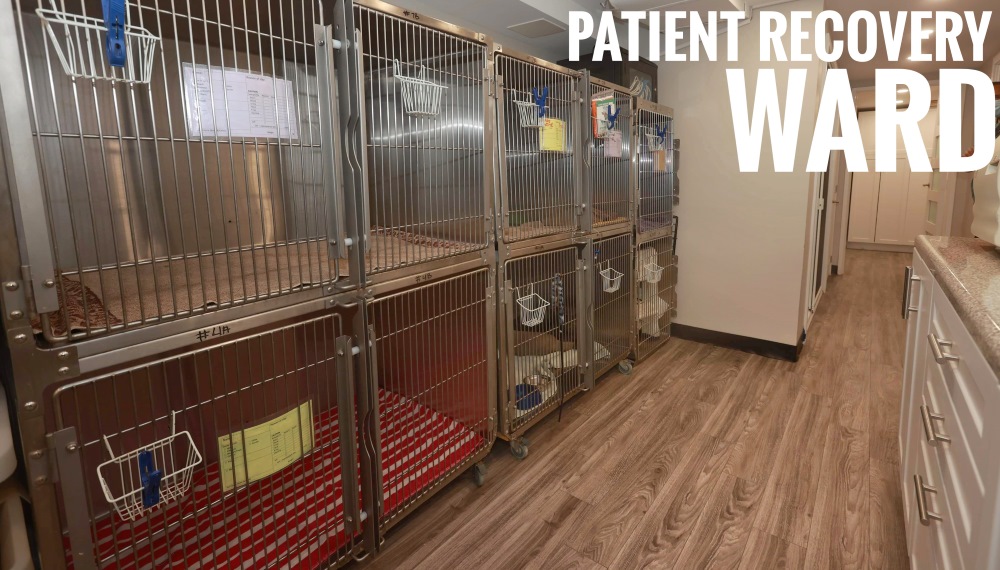 Patient recovery ward