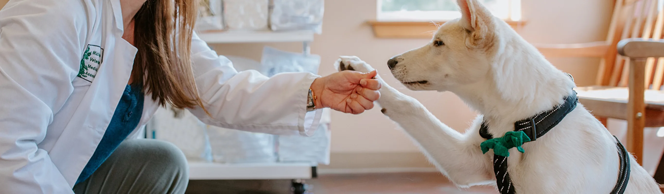 A veterinarian holding their hand up to a dog with its paw held out A veterinarian holding their hand up to a dog with its paw held out