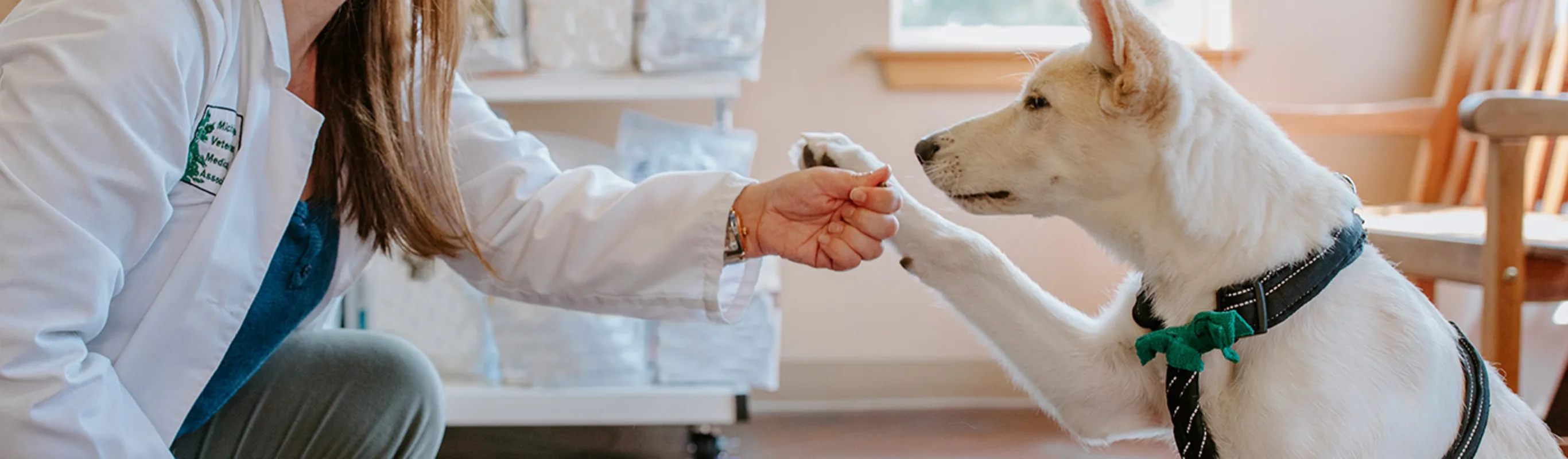 A veterinarian holding their hand up to a dog with its paw held out