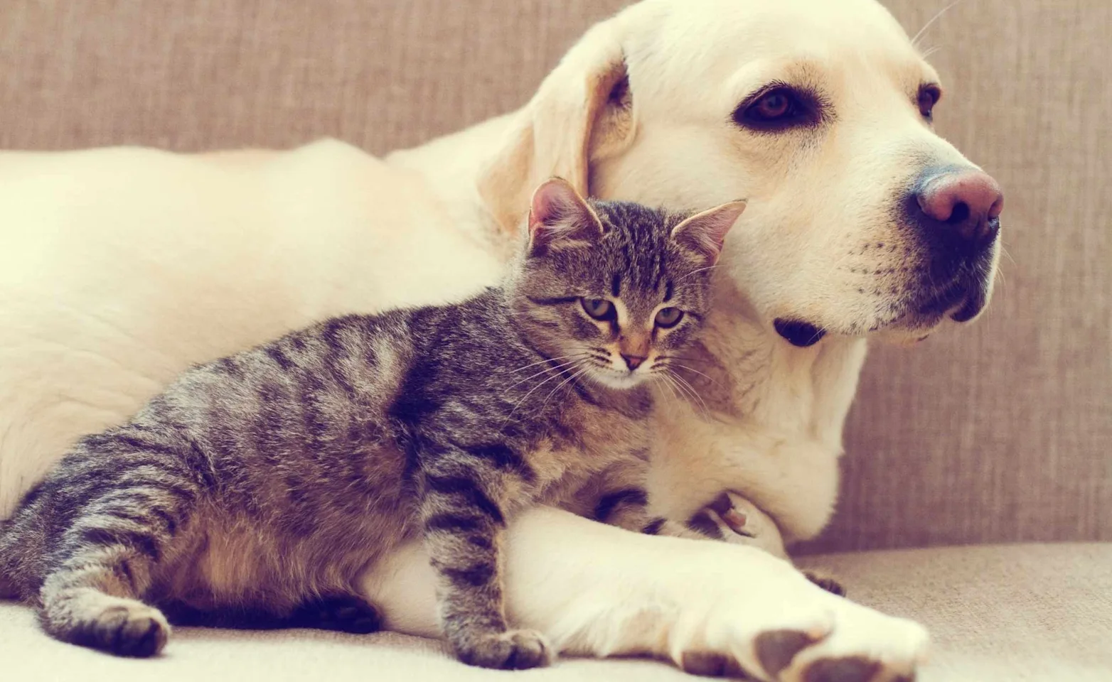 Bearded lizard Bearded lizard