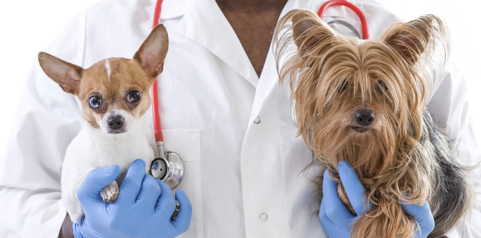 Man holding two dogs