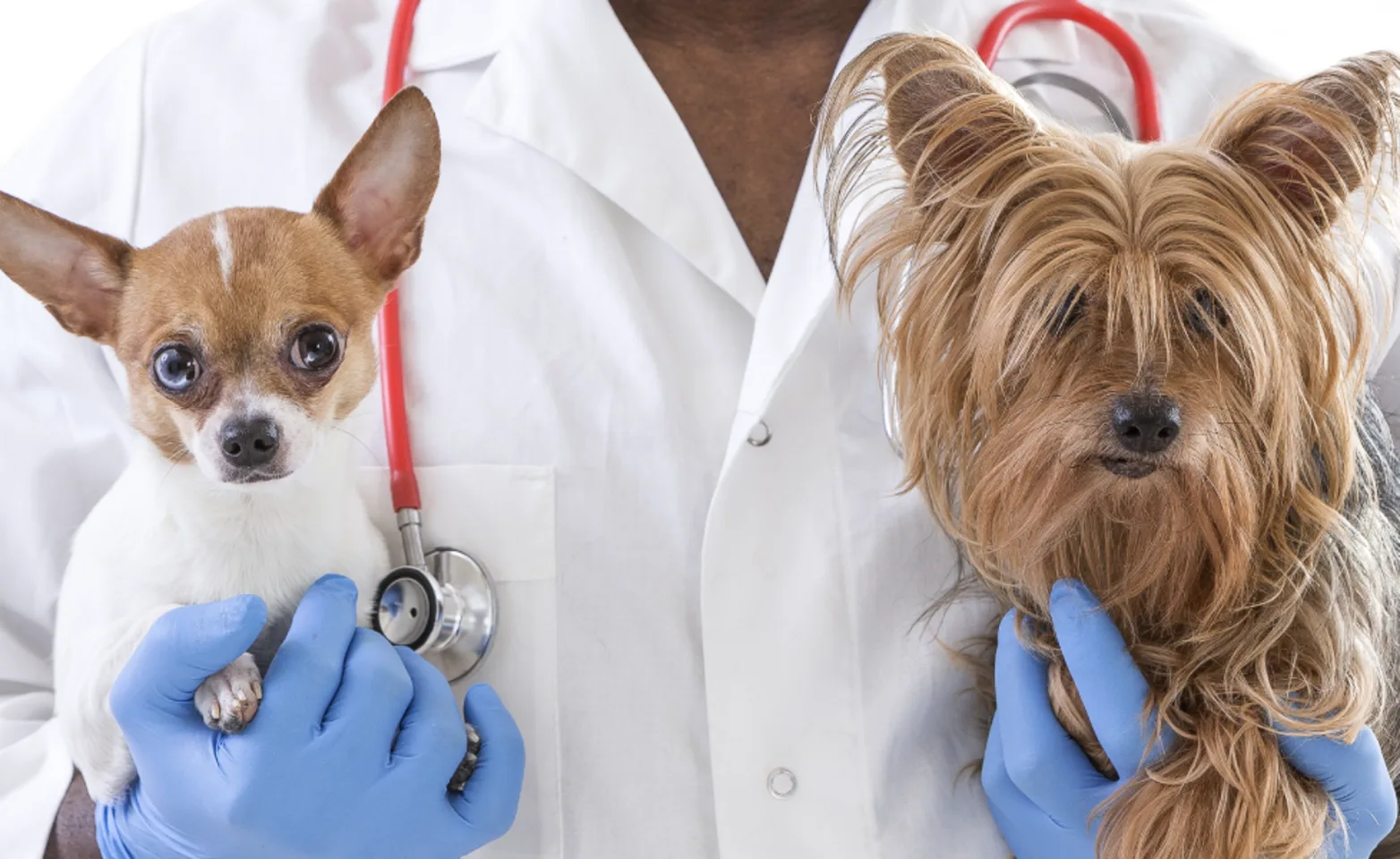 Man holding two dogs