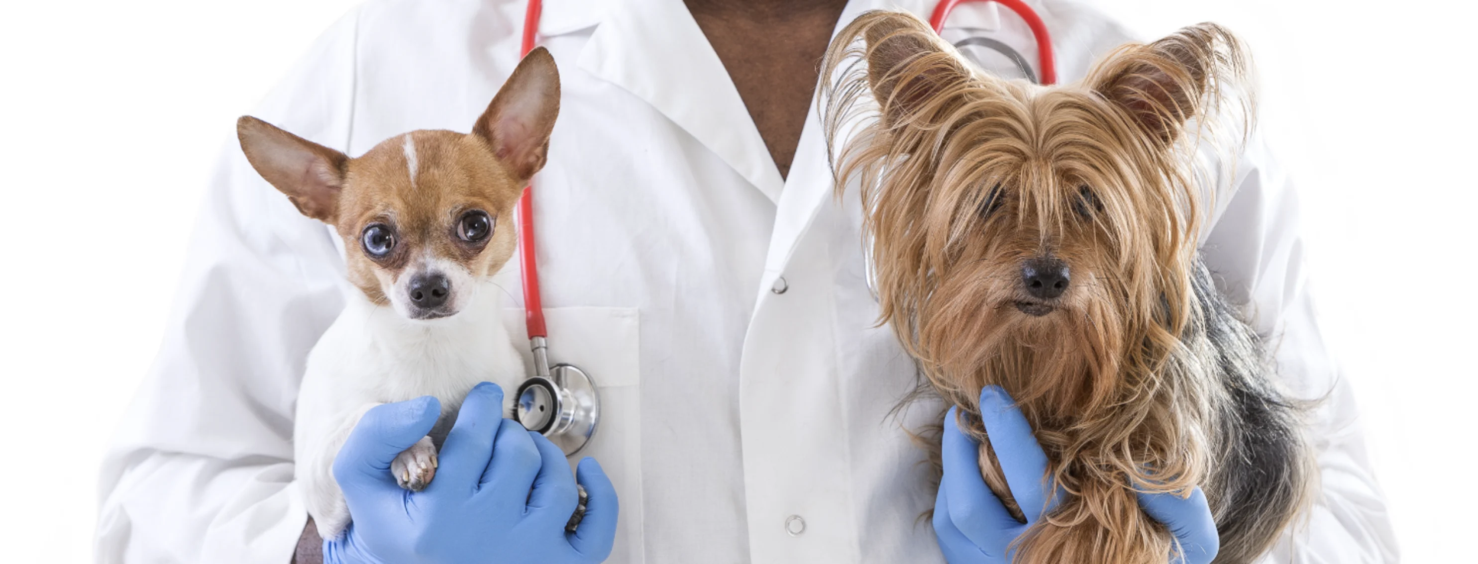 Man holding two dogs