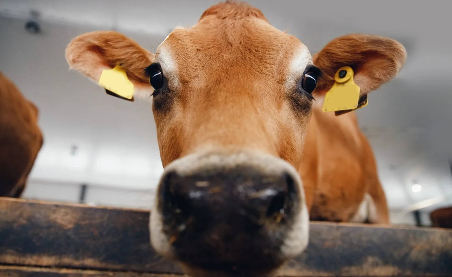 Brown cow in barn