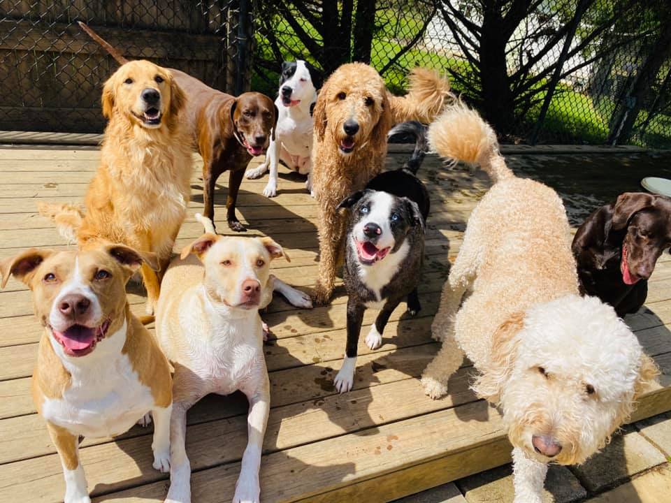 Dogs playing in a group