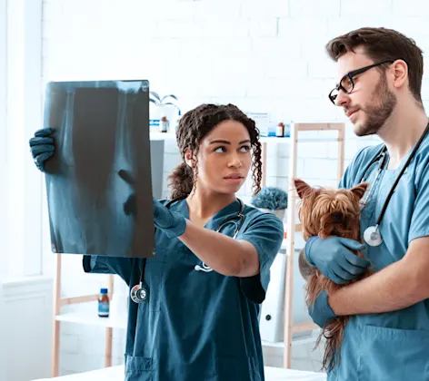 Dog and Doctor Looking at X-Ray Dog and Doctor Looking at X-Ray