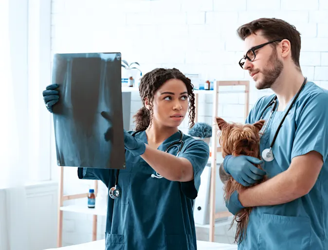 Dog and Doctor Looking at X-Ray Dog and Doctor Looking at X-Ray
