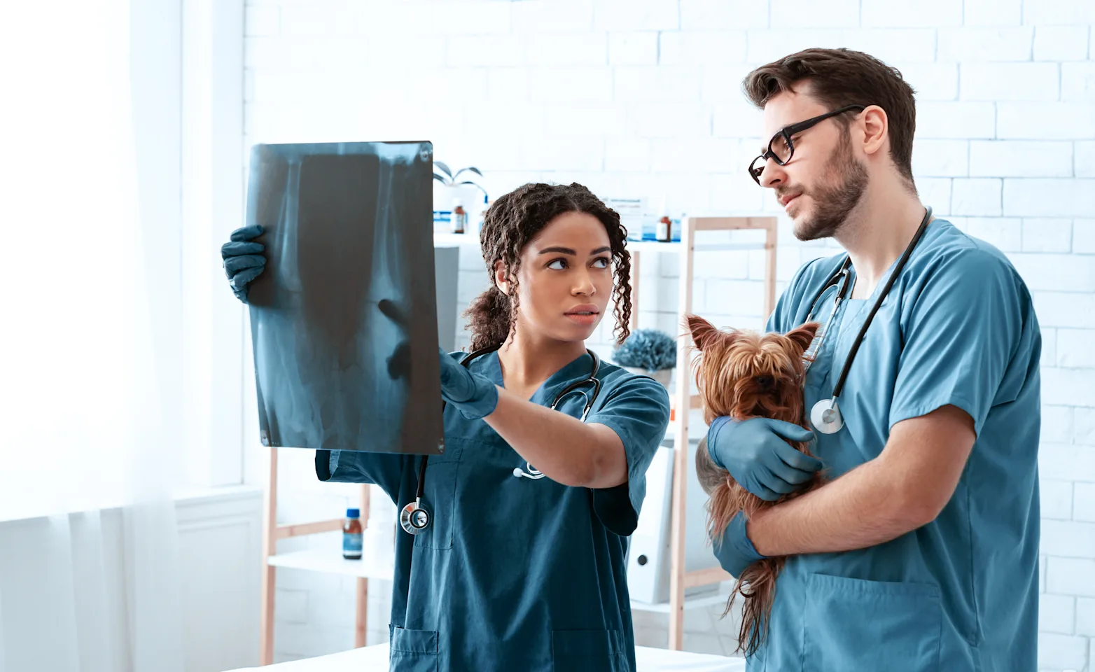 Dog and Doctor Looking at X-Ray Dog and Doctor Looking at X-Ray